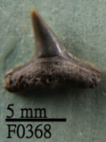 藏品(黑邊鰭真鯊下顎齒)的圖片