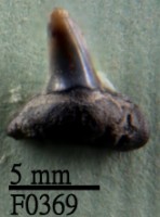 藏品(黑邊鰭真鯊下顎齒)的圖片