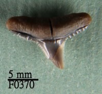 藏品(黑邊鰭真鯊上顎齒)的圖片