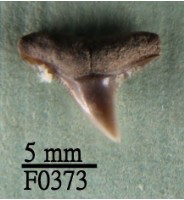 藏品(黑邊鰭真鯊上顎齒)的圖片