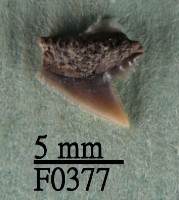 藏品(爪哇真鯊上顎齒)的圖片