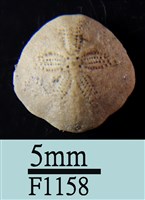 藏品(小海膽)的圖片