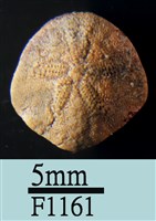 藏品(小海膽)的圖片