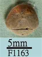 藏品(小海膽)的圖片