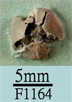 藏品(小海膽)的圖片