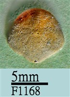 藏品(小海膽)的圖片