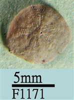 藏品(小海膽)的圖片