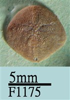 藏品(小海膽)的圖片