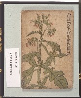 藏品(《台灣野生食用植物圖譜》)的圖片