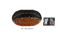 藏品(雕刻彩繪葉紋型橢圓盤)的圖片