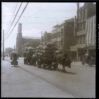 藏品(牛車拉貨（街上的運貨牛車）)的圖片