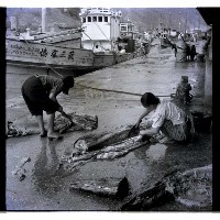 藏品(小魚販)的圖片