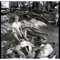 藏品(小魚販)的圖片