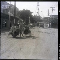 藏品(認真的老婦人)的圖片