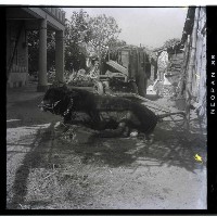 藏品(牛及牛車任意停放)的圖片