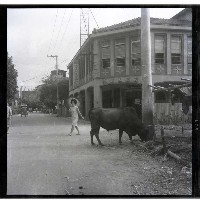 藏品(牛隻吃草)的圖片