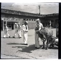 藏品(美海軍士兵與牛車)的圖片