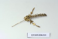 藏品(銀鎏金蝴蝶花卉紋簪-1)的圖片