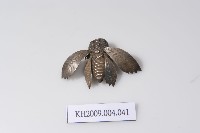 藏品(銀蟬形鉤飾)的圖片