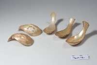 藏品(貝殼湯匙)的圖片