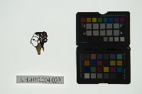 藏品(皮影戲偶頭 旦)的圖片