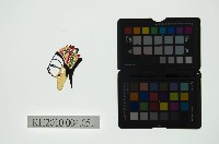 藏品(皮影戲偶頭 旦)的圖片