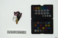 藏品(皮影戲偶頭 生)的圖片