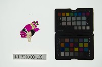 藏品(皮影戲偶頭 雜)的圖片