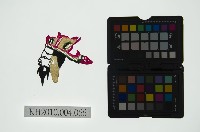 藏品(皮影戲偶頭 生)的圖片