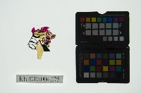 藏品(皮影戲偶頭 旦)的圖片