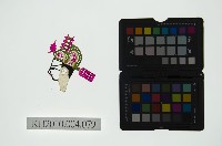 藏品(皮影戲偶頭 生)的圖片