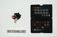 藏品(皮影戲偶頭 雜)的圖片