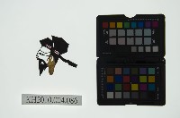 藏品(皮影戲偶頭 老生)的圖片