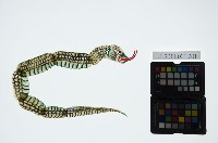 藏品(皮影戲動物偶-蛇妖)的圖片