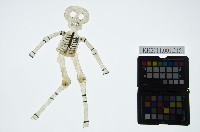 藏品(皮影戲全身偶-骷髏精怪)的圖片