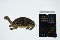 藏品(皮影戲動物偶-烏龜)的圖片