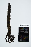 藏品(皮影戲動物偶-精怪)的圖片