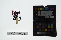 藏品(皮影戲偶頭-老彩旦)的圖片