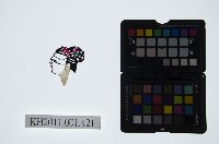 藏品(皮影戲偶頭-旦)的圖片