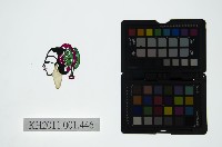 藏品(皮影戲偶頭-旦)的圖片