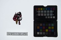 藏品(皮影戲偶頭-旦)的圖片