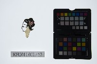 藏品(皮影戲偶頭-中年旦)的圖片