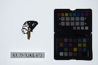藏品(皮影戲偶頭-老旦)的圖片