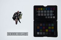藏品(皮影戲偶頭-武旦)的圖片
