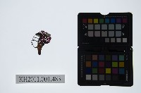 藏品(皮影戲偶頭-中年旦)的圖片