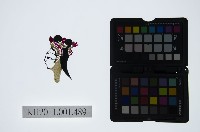 藏品(皮影戲偶頭-武旦)的圖片