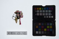 藏品(皮影戲偶頭-中年旦)的圖片