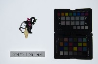 藏品(皮影戲偶頭-小旦)的圖片