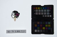 藏品(皮影戲偶頭-旦)的圖片