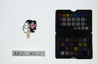 藏品(皮影戲偶頭-旦)的圖片